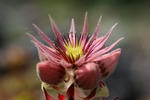 Cobweb Houseleek